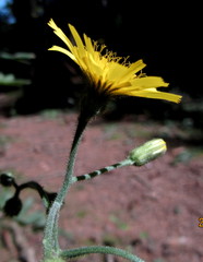 Hieracium diaphanoides