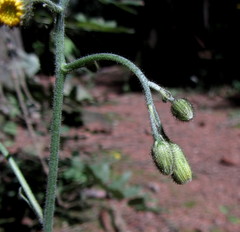 Hieracium diaphanoides