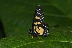Chlosyne narva bonpland