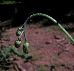 Hieracium diaphanoides