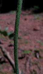 Hieracium diaphanoides