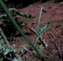 Hieracium diaphanoides