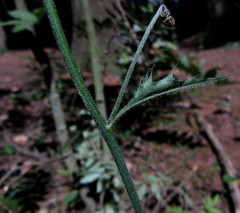 Hieracium diaphanoides