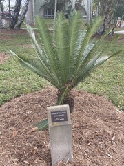 Dioon spinulosum