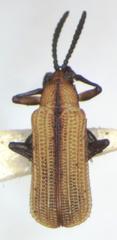 Chalepus digressus