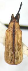 Chalepus digressus