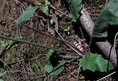 Hieracium diaphanoides