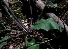 Hieracium diaphanoides