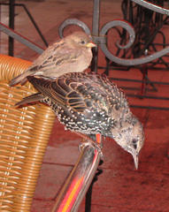 Sturnus vulgaris
