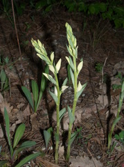 Cephalanthera epipactoides