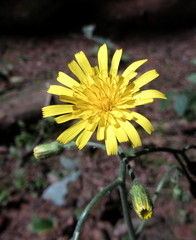 Hieracium diaphanoides