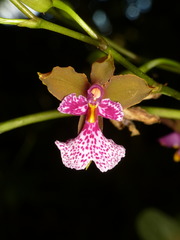 Caucaea