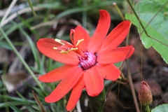 Passiflora tholozanii