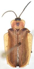 Sceloenopla lampyridiformis