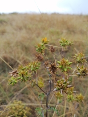 Berkheya heterophylla