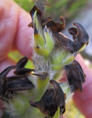 Liparia hirsuta