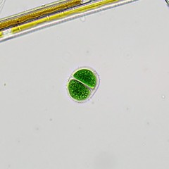 Chroococcus turgidus