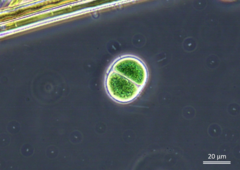 Chroococcus turgidus