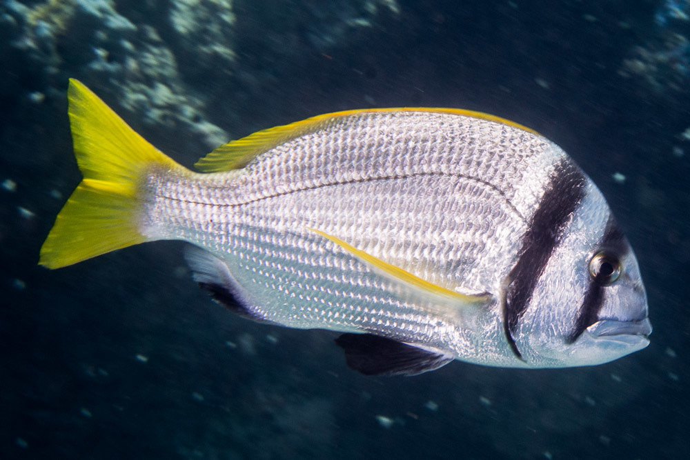 Twobar Seabream