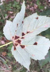 Aceria pseudoplatani