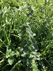 Urtica chamaedryoides