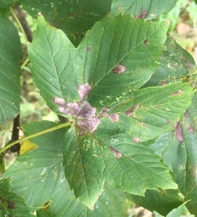 Aceria pseudoplatani