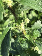 Urtica chamaedryoides