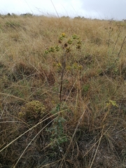 Berkheya heterophylla