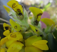Liparia hirsuta