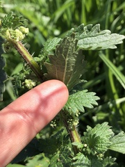 Urtica chamaedryoides