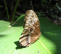 Morpho helenor marinita