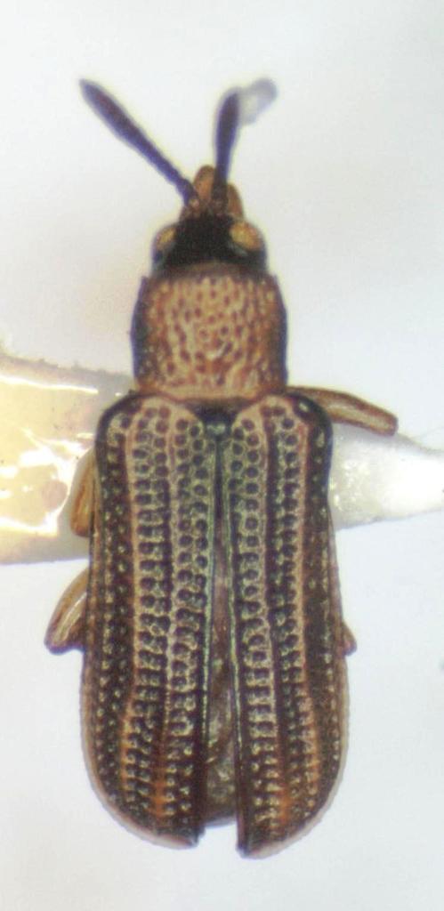 Sumitrosis gestroi