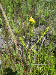 Liparia hirsuta