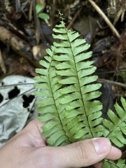 Adiantum tetraphyllum