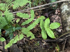 Hemidictyum marginatum