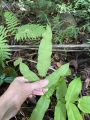 Hemidictyum marginatum