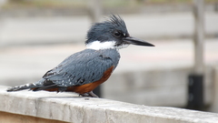 Megaceryle torquata stellata