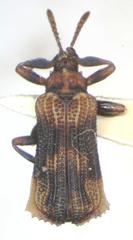 Uroplata fusca