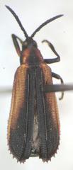 Xenochalepus fraternalis