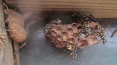 Mischocyttarus pallidipectus