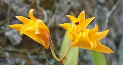Bifrenaria aureofulva