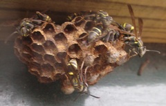 Mischocyttarus pallidipectus