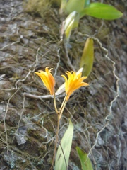 Bifrenaria aureofulva