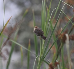 Cisticola carruthersi