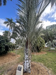 Dypsis decaryi