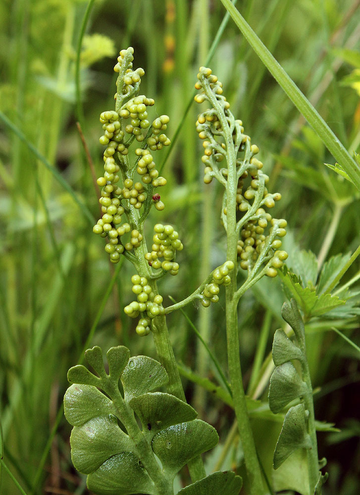 Ophioglossaceae