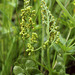 Adder's-tongue Family - Photo (c) Sergey Mayorov, some rights reserved (CC BY-NC), uploaded by Sergey Mayorov