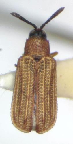 Sumitrosis pallescens