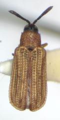 Sumitrosis pallescens