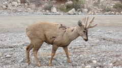 Hippocamelus bisulcus